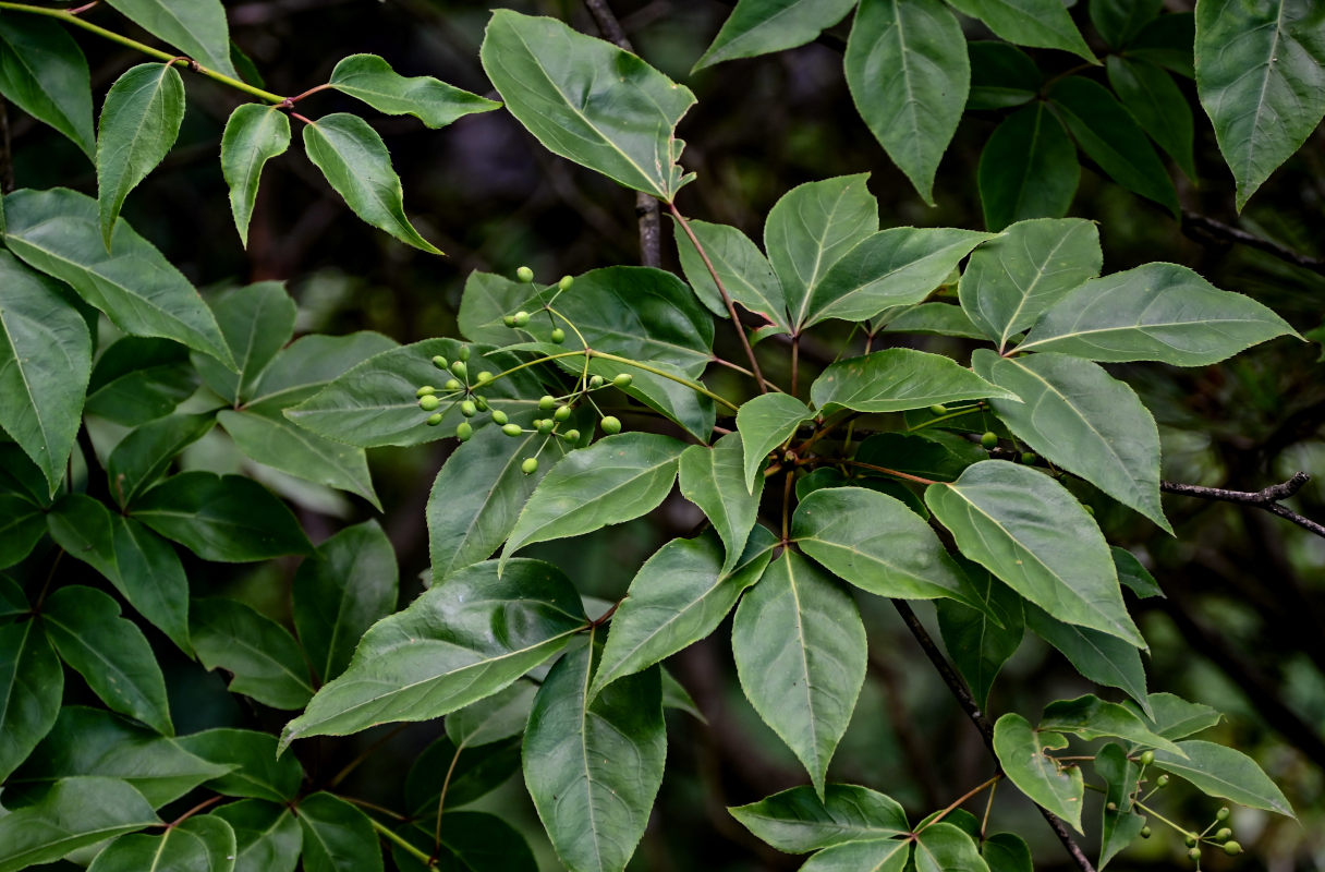 Изображение особи Gamblea ciliata.