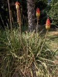 Kniphofia uvaria. Цветущие и плодоносящие растения. Крым, Южный Берег, городской округ Ялта, Массандровский парк. 29.05.2024.