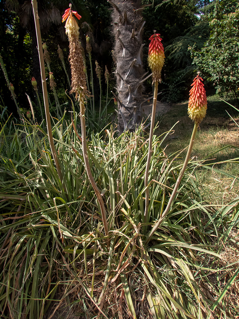 Image of Kniphofia uvaria specimen.