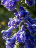 Delphinium fissum