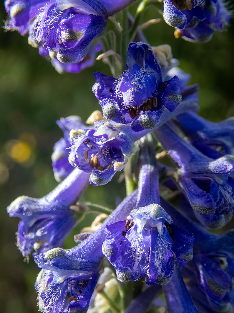 Изображение особи Delphinium fissum.