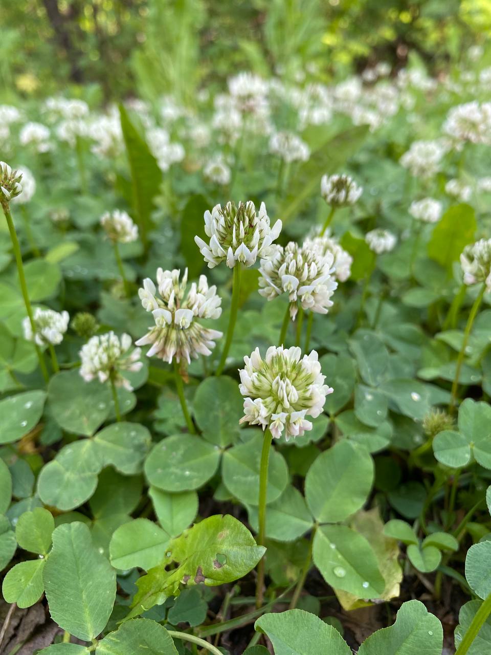 Изображение особи Trifolium repens.