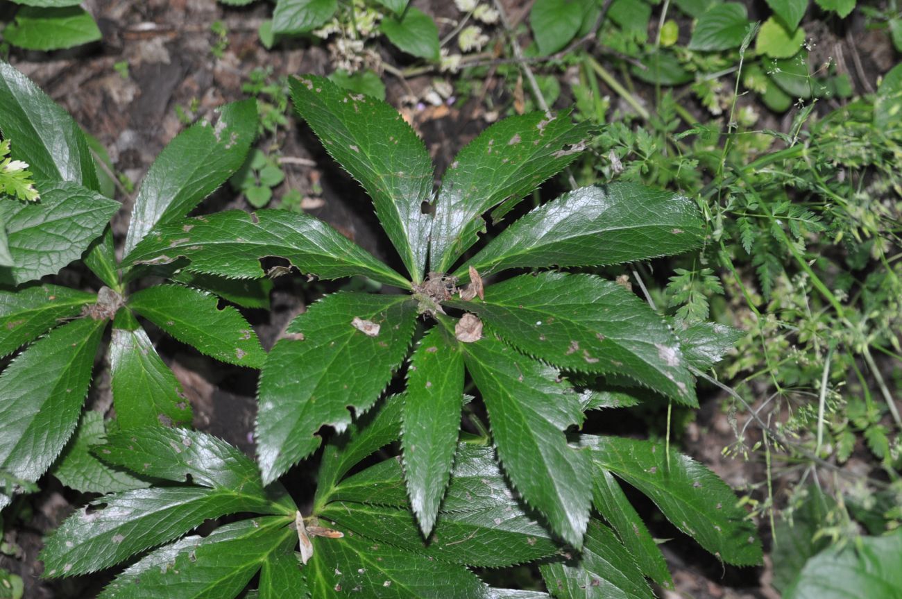 Image of Helleborus caucasicus specimen.