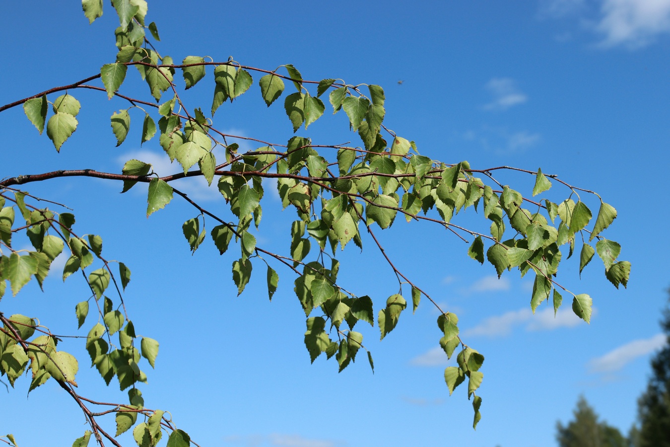 Image of Betula pendula specimen.