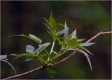 View full-size image Sambucus racemosa