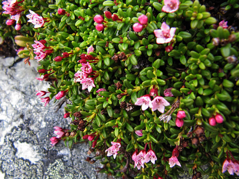 Image of Loiseleuria procumbens specimen.