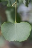 View full-size image Populus pruinosa