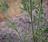 View full-size image Daucus carota