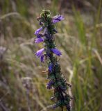 Смотреть изображение Campanula bononiensis