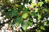 View full-size image Pyrus ussuriensis
