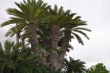 View full-size image Cycas revoluta
