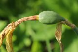 View full-size image Narcissus pseudonarcissus