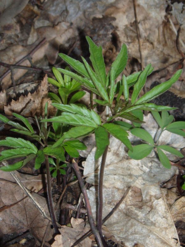 Image of Cardamine bulbifera specimen.