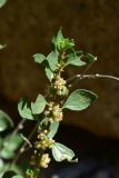 View full-size image Parietaria judaica