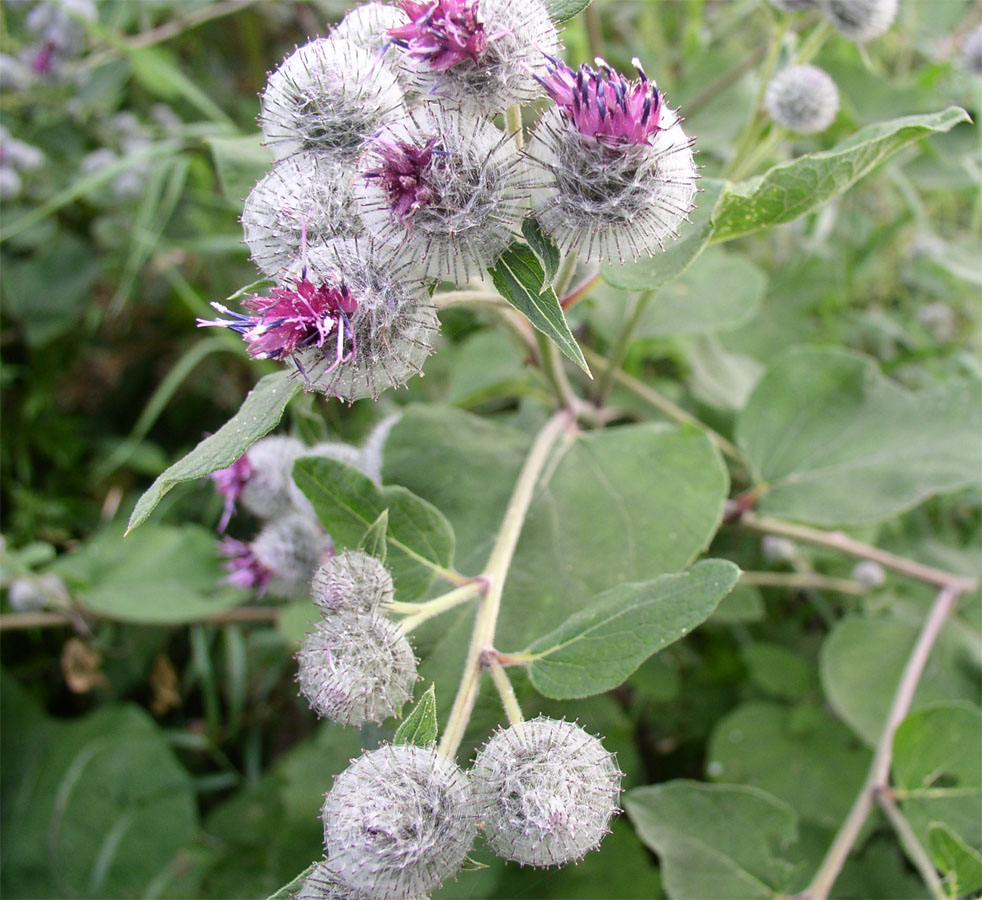 Покажи фото растения. Arctium tomentosum. Лопух войлочный Arctium tomentosum. Лопух паутинистый -Ārctium tomentōsum. Репейник полевой.