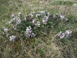 Oxytropis sordida