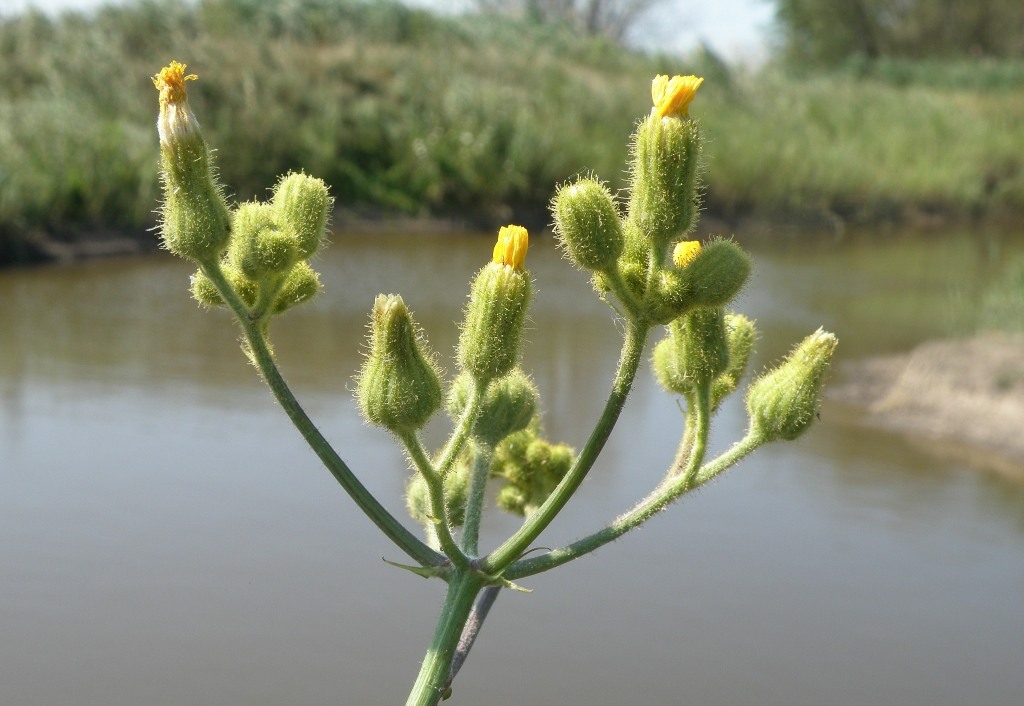 Image of Sonchus palustris specimen.