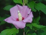 Hibiscus syriacus. Цветок. Краснодарский край, Новороссийский р-н, окр. Абрау-Дюрсо, территории дома отдыха. 27.07.2005.