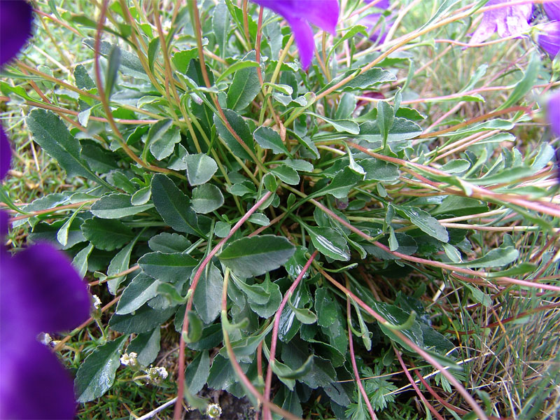 Image of Campanula bellidifolia specimen.