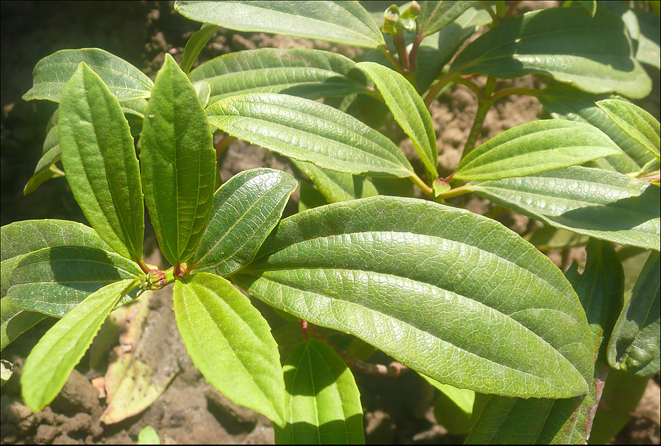 Image of Viburnum cinnamomifolium specimen.