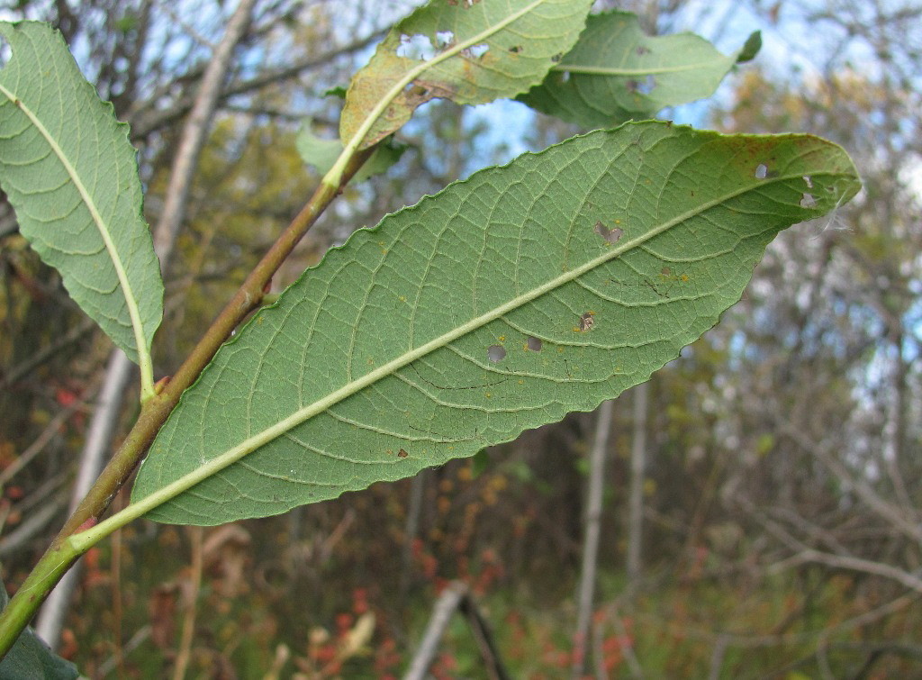 Image of Salix &times; tetrapla specimen.