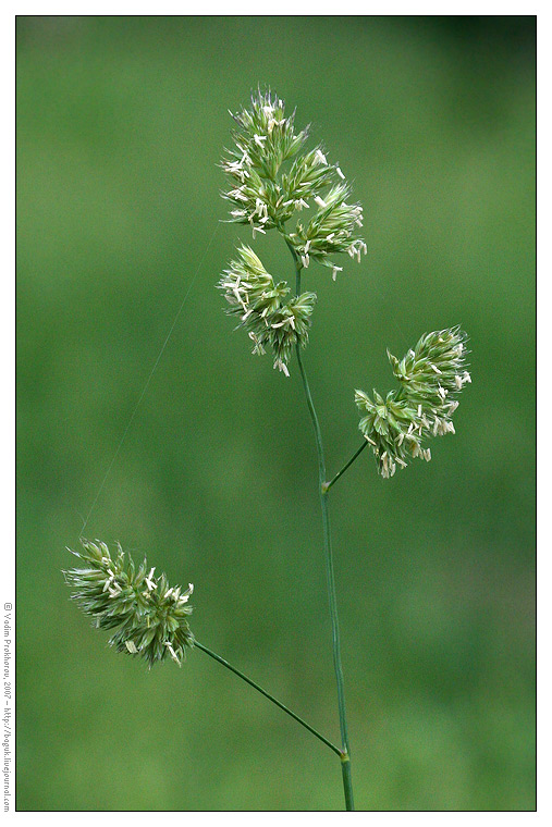 Image of Dactylis glomerata specimen.