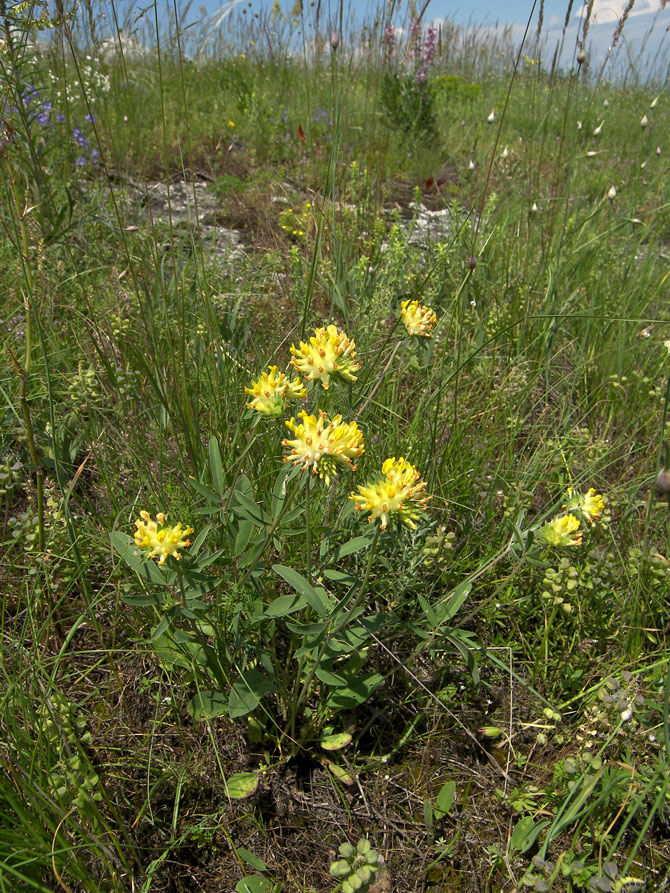 Изображение особи Anthyllis macrocephala.