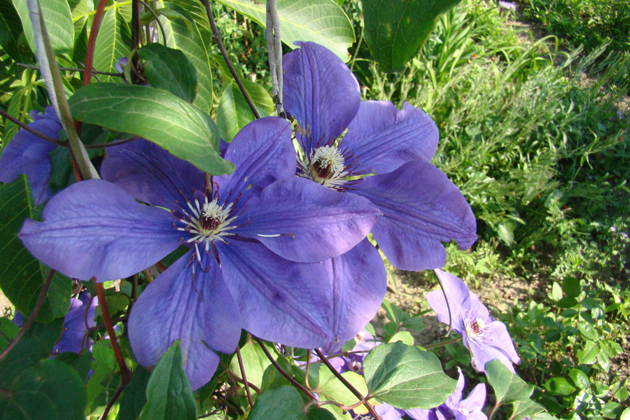 Image of Clematis &times; jackmanii specimen.