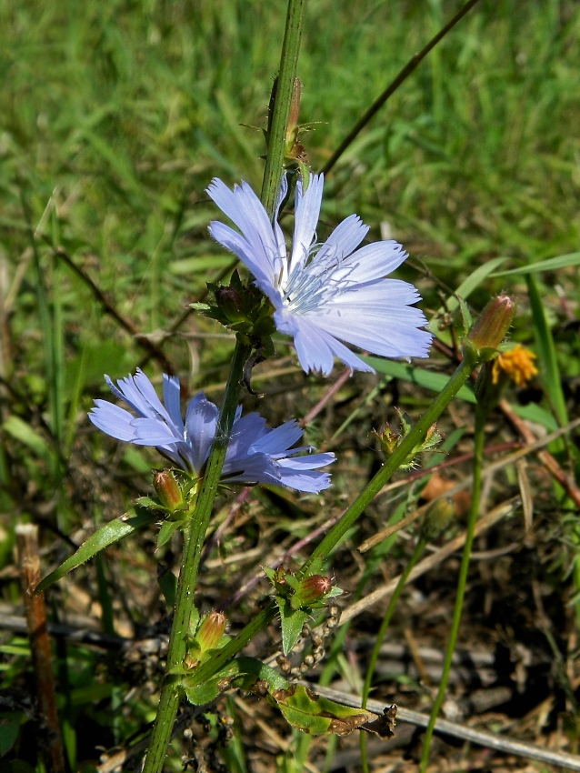 Image of Cichorium intybus specimen.