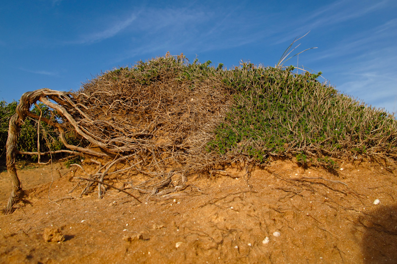 Image of Thymbra capitata specimen.