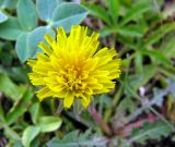 genus Taraxacum. Соцветие. Астраханская обл., Камызякский р-берег р. Гандурино у переправы возле с. Образцово-Травино. 17.08.2011.