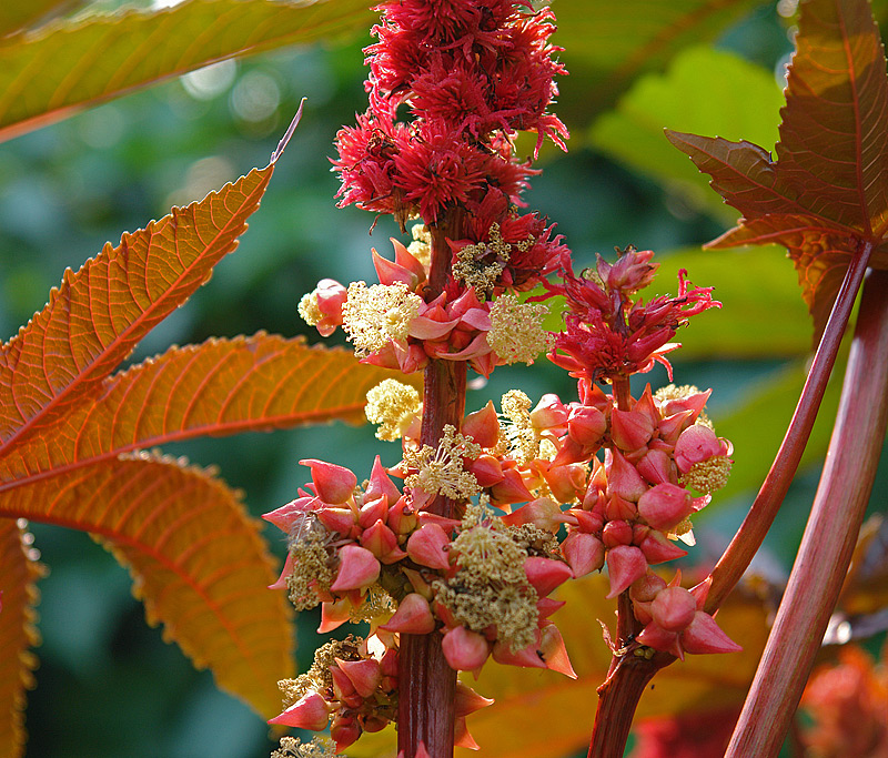 Image of Ricinus communis specimen.