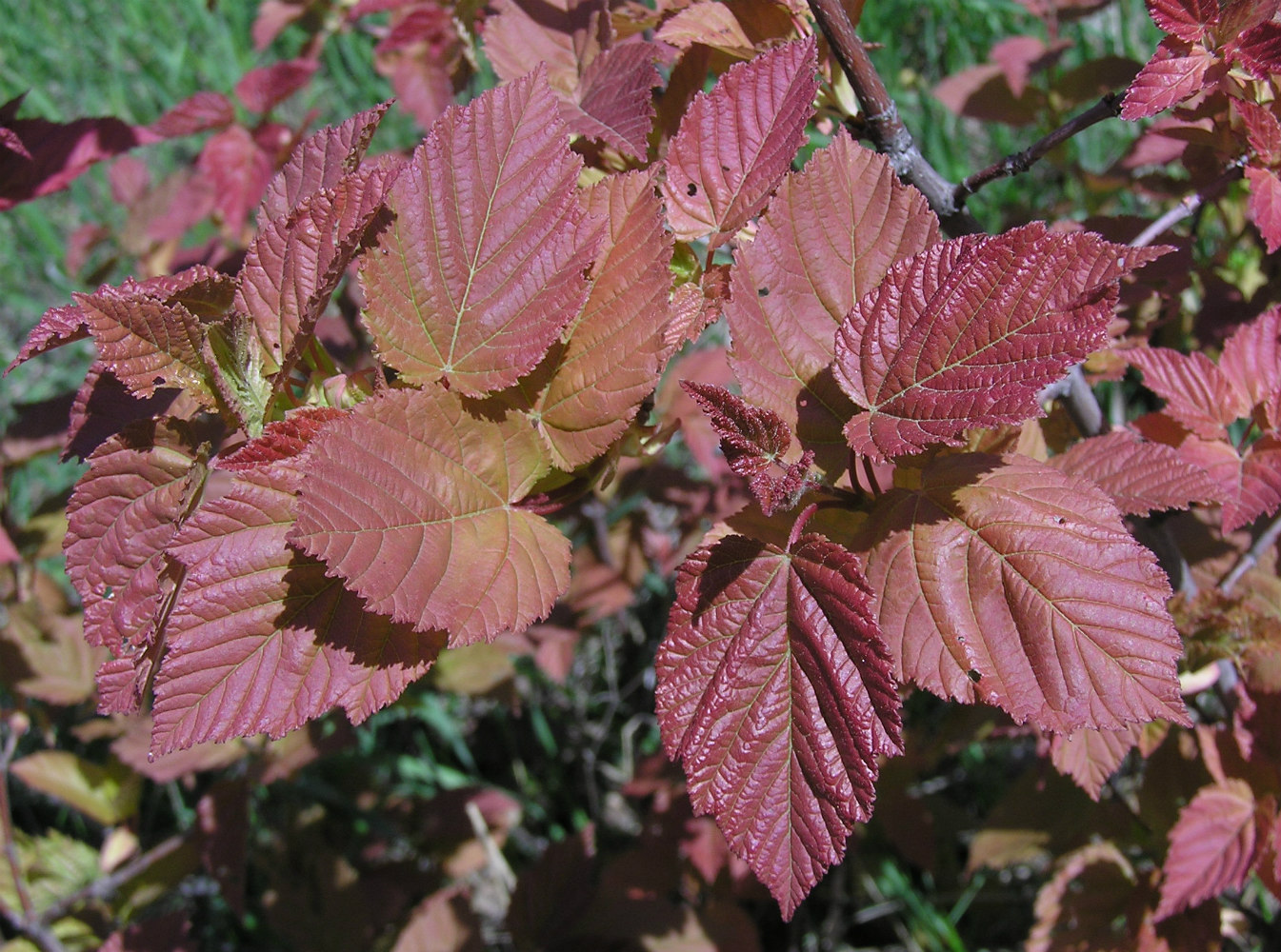 Изображение особи Acer tataricum.