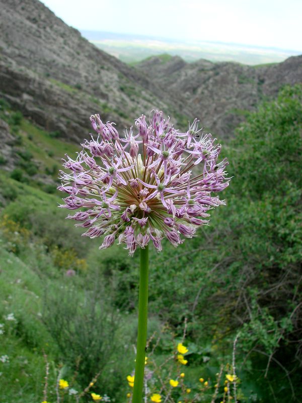 Image of Allium stipitatum specimen.