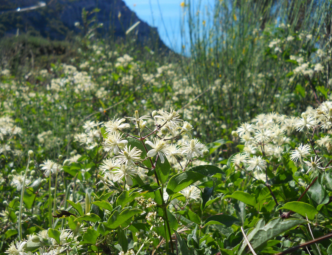 Image of Clematis vitalba specimen.