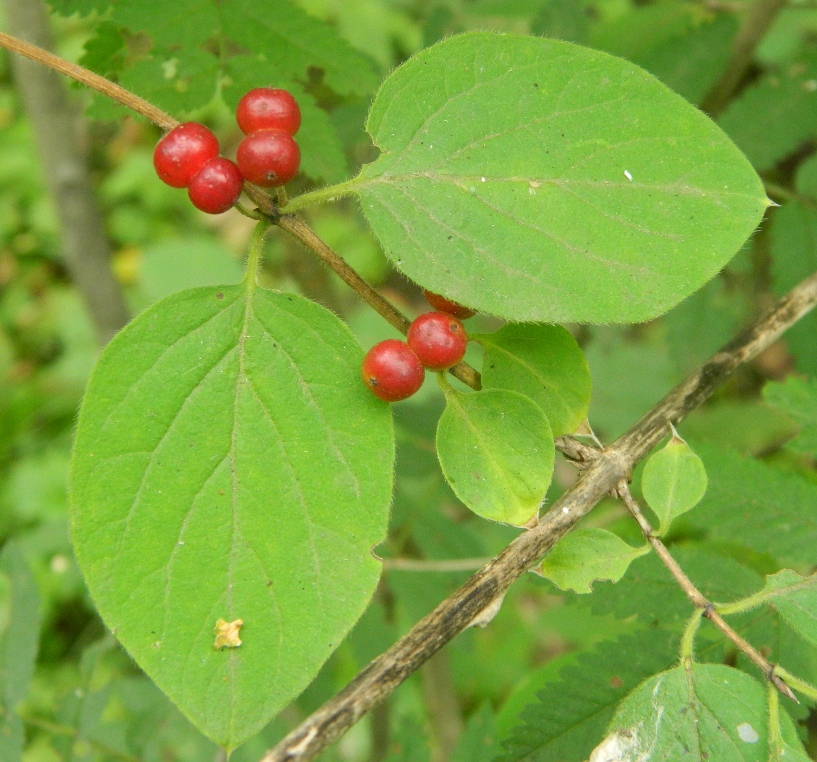 Image of Lonicera xylosteum specimen.