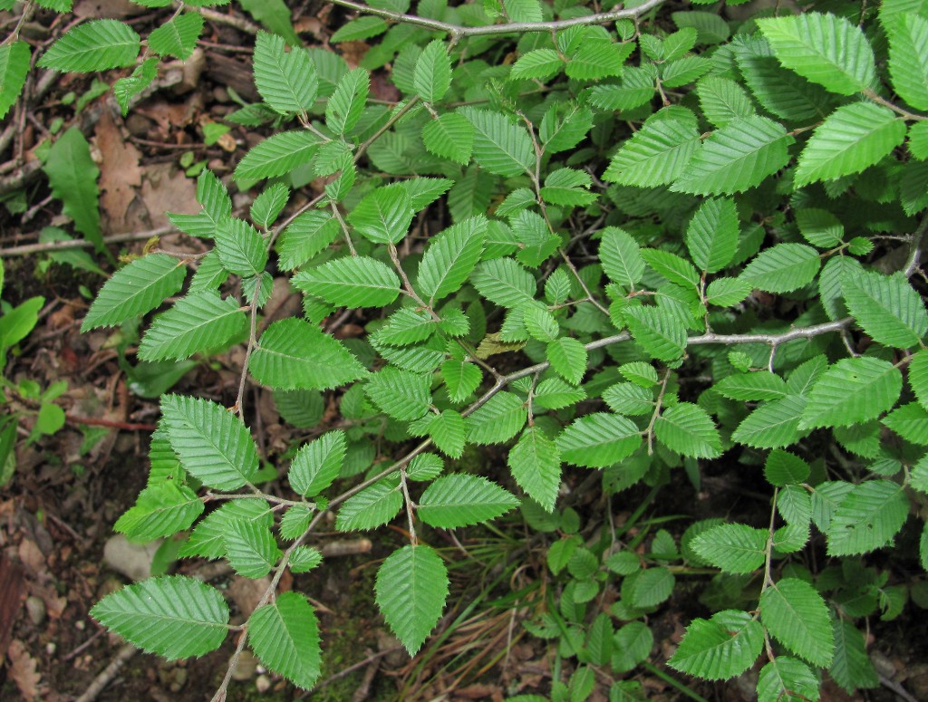 Изображение особи Carpinus betulus.