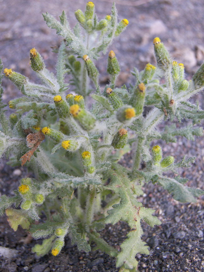 Изображение особи Senecio vulgaris.