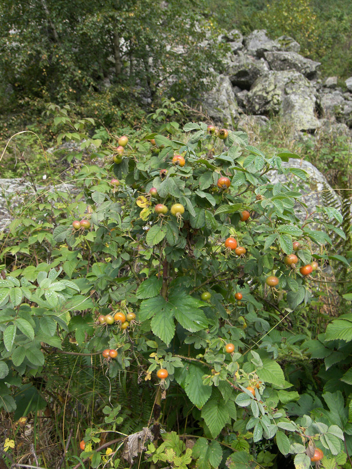 Image of Rosa galushkoi specimen.