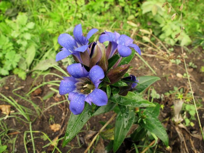 Image of Gentiana scabra specimen.