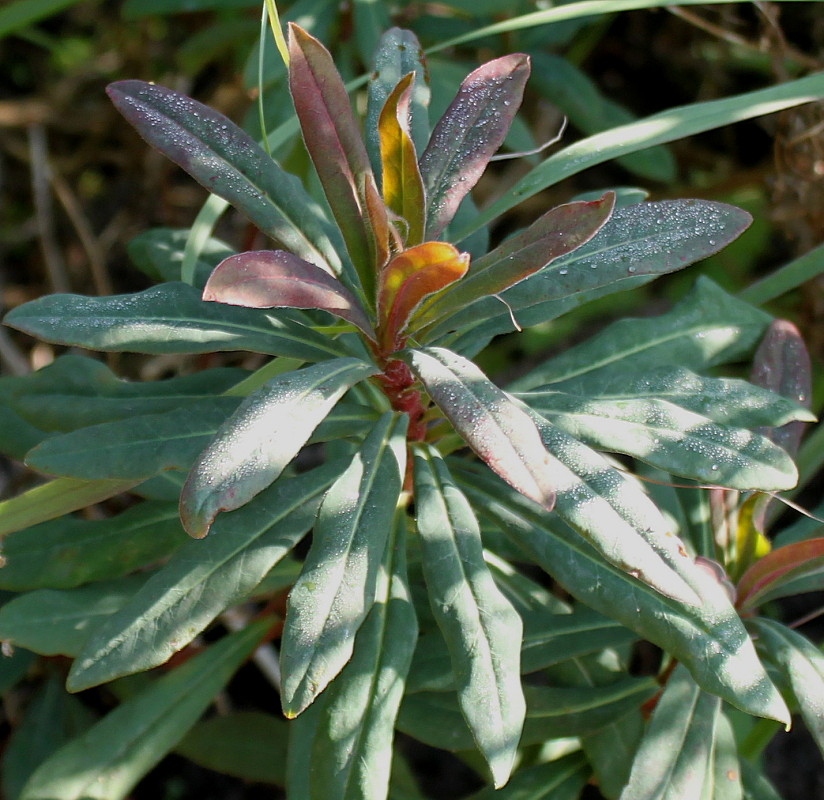 Изображение особи Euphorbia amygdaloides.