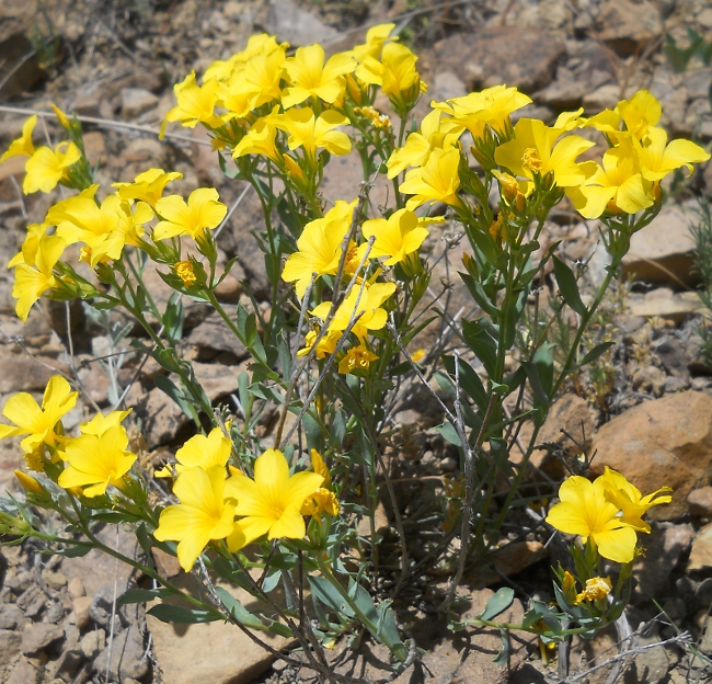 Image of Linum alexeenkoanum specimen.