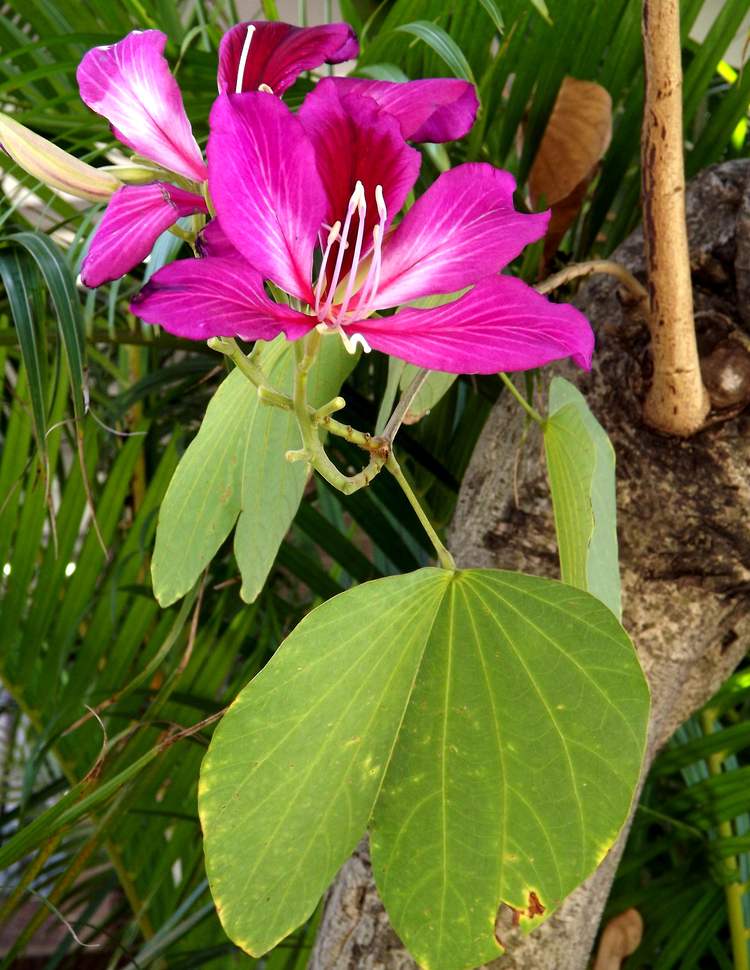 Image of Bauhinia &times; blakeana specimen.