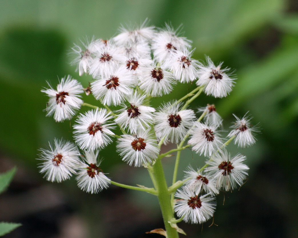 Image of Petasites amplus specimen.