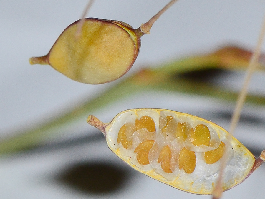 Image of Savignya parviflora specimen.