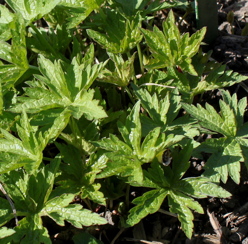 Image of Geranium psilostemon specimen.