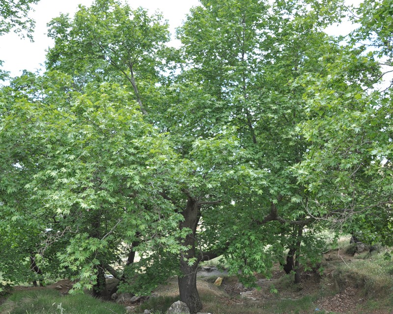 Изображение особи Platanus orientalis.