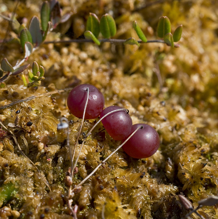 Image of Oxycoccus palustris specimen.