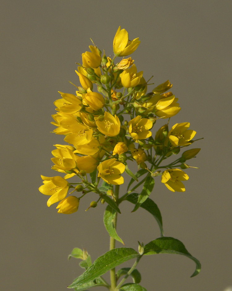 Image of Lysimachia vulgaris specimen.