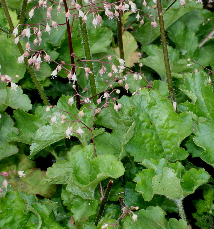 Image of genus Heuchera specimen.